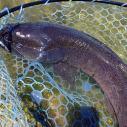 サクラマスを釣りに行ったんだが ～平谷湖フィッシングスポット～